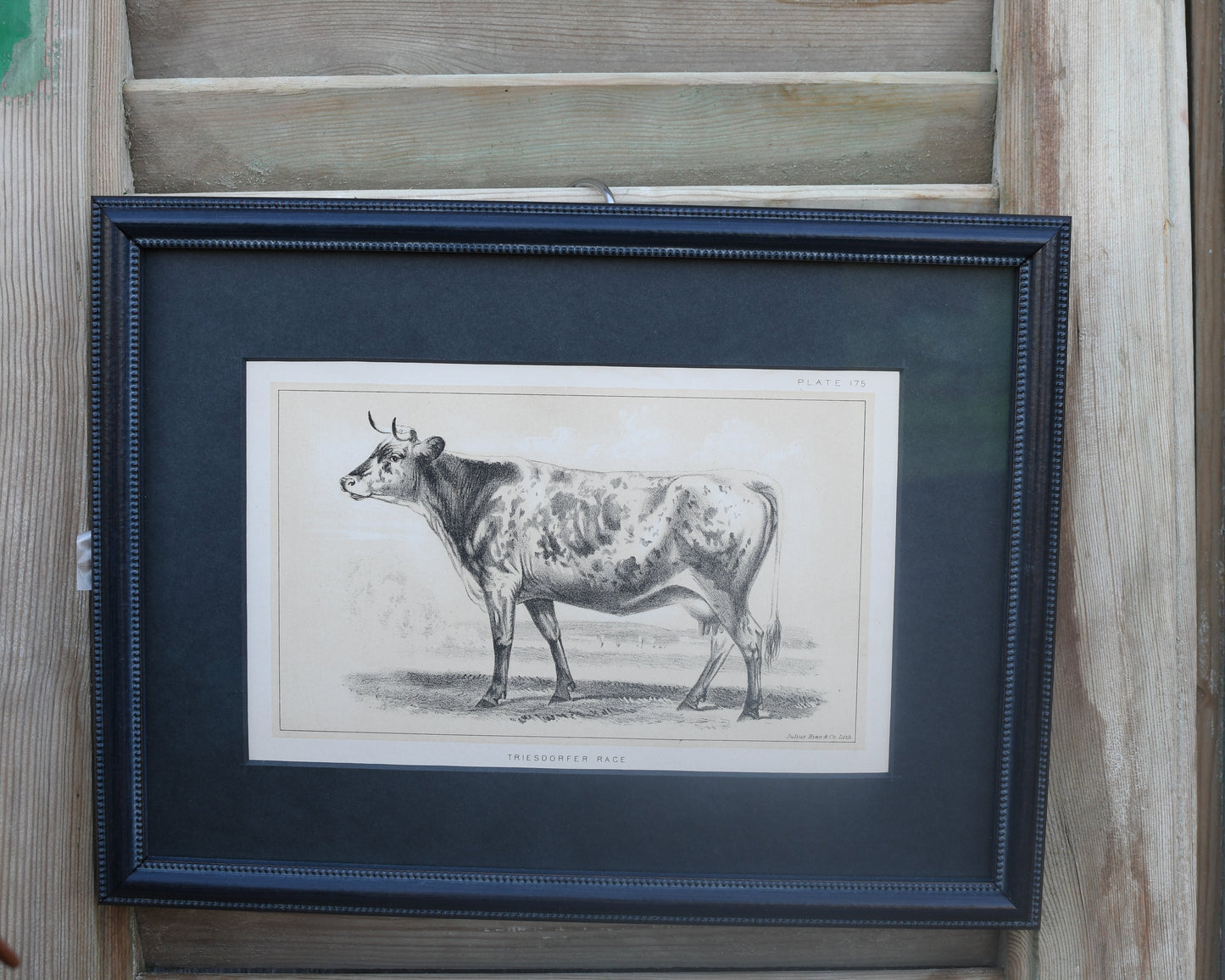 Antique Cow Lithographs