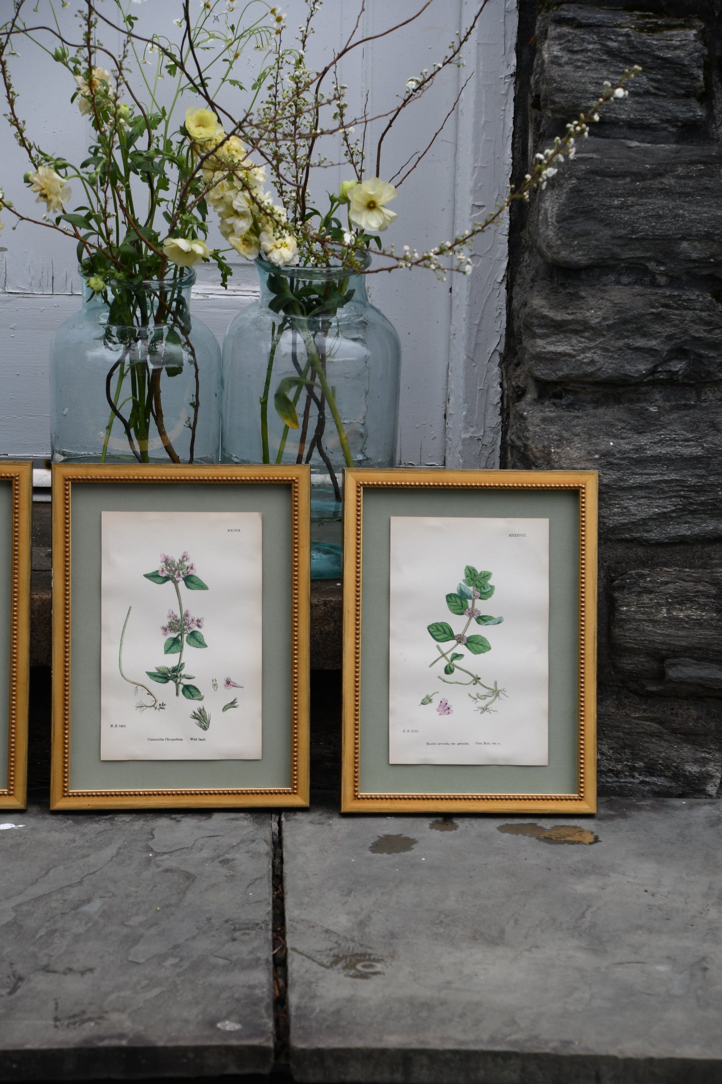 Framed Antique English Botanical Bookplates from Sowerby's English Botany