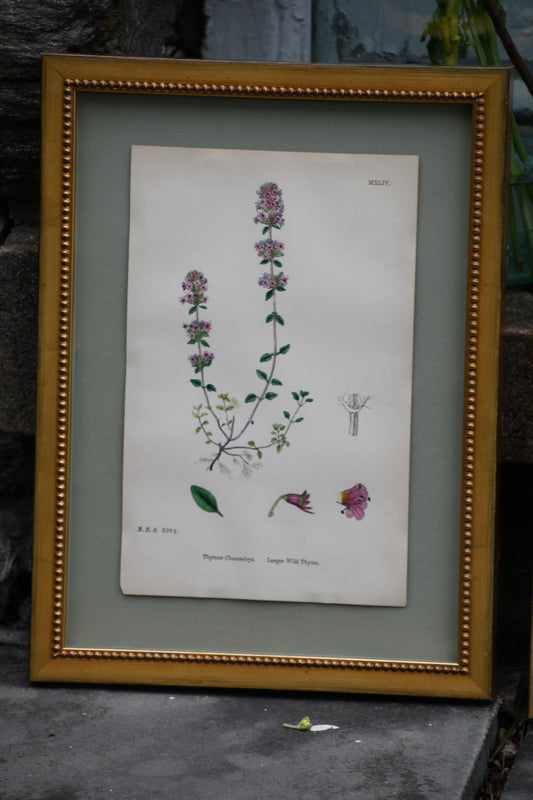 Framed Antique English Botanical Bookplates from Sowerby's English Botany