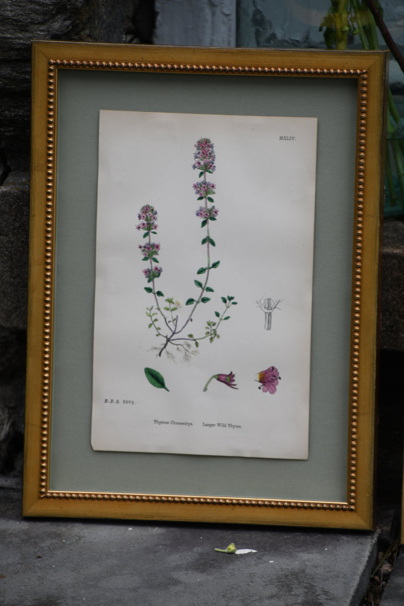 Framed Antique English Botanical Bookplates from Sowerby's English Botany