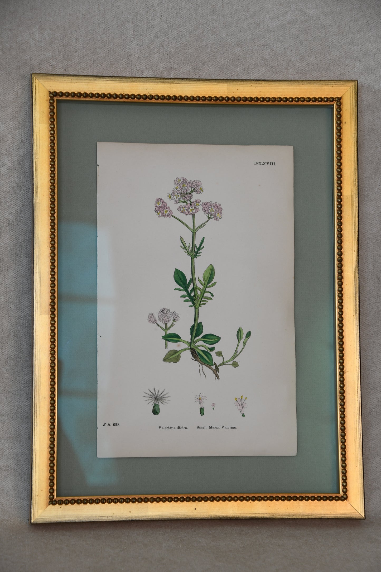 Framed Antique English Botanical Bookplates from Sowerby's English Botany