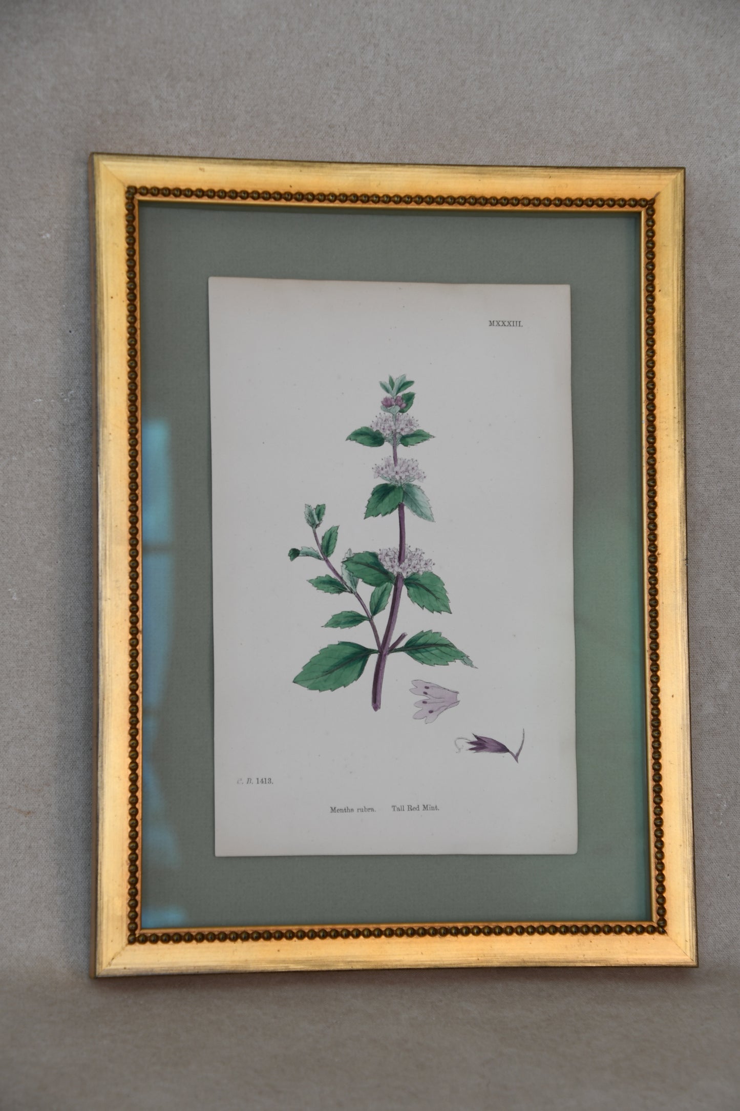 Framed Antique English Botanical Bookplates from Sowerby's English Botany
