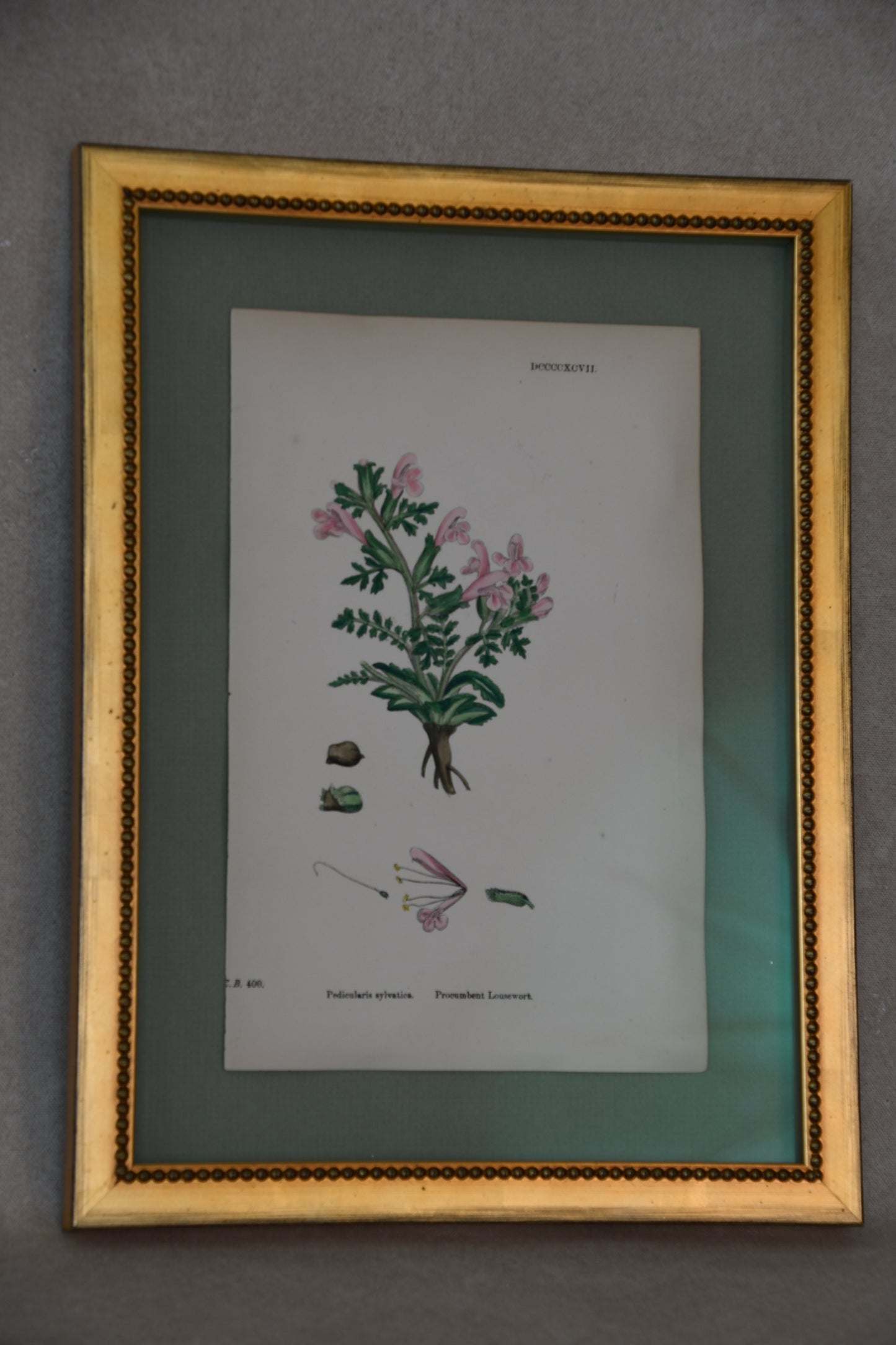 Framed Antique English Botanical Bookplates from Sowerby's English Botany