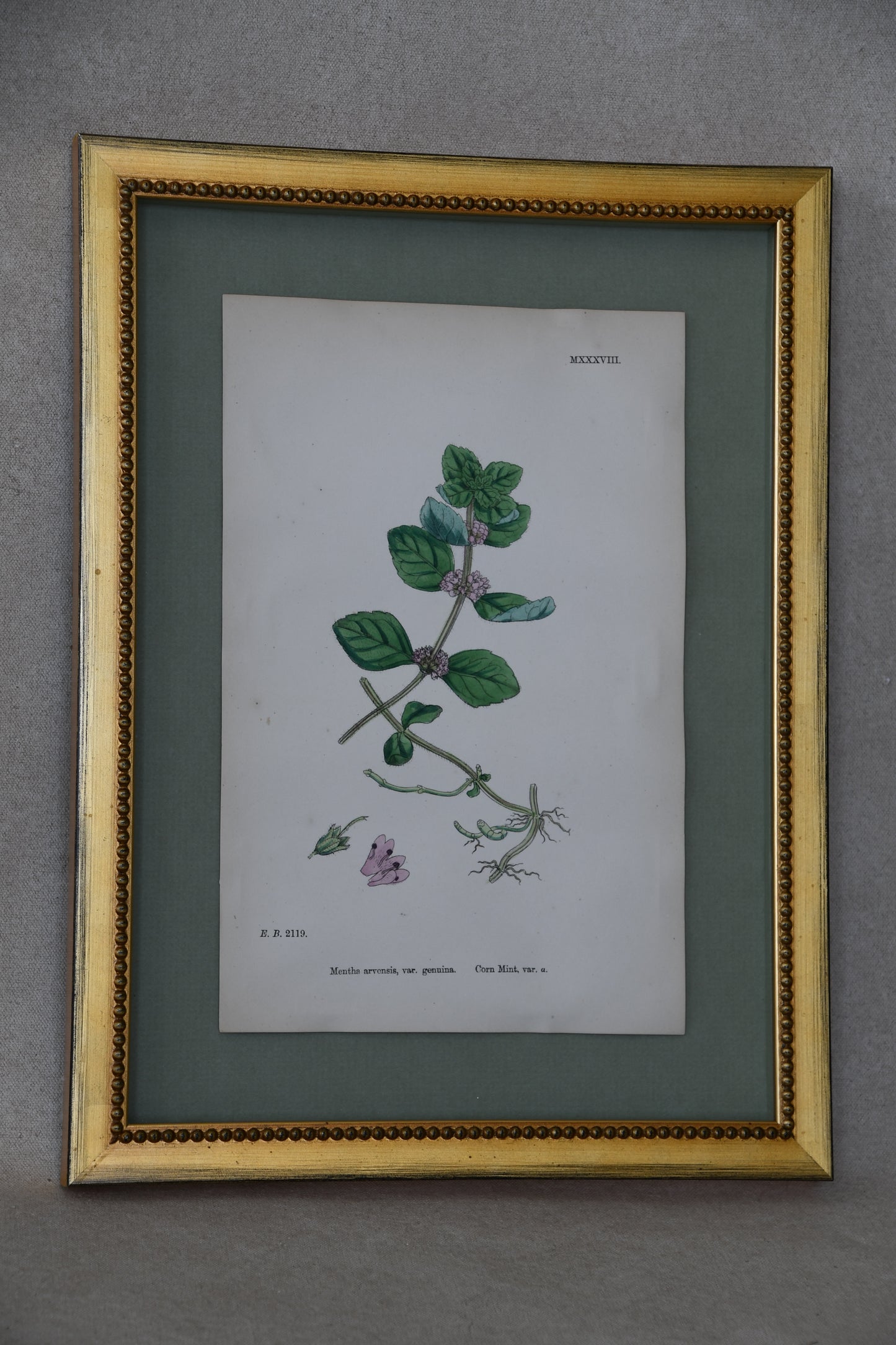 Framed Antique English Botanical Bookplates from Sowerby's English Botany