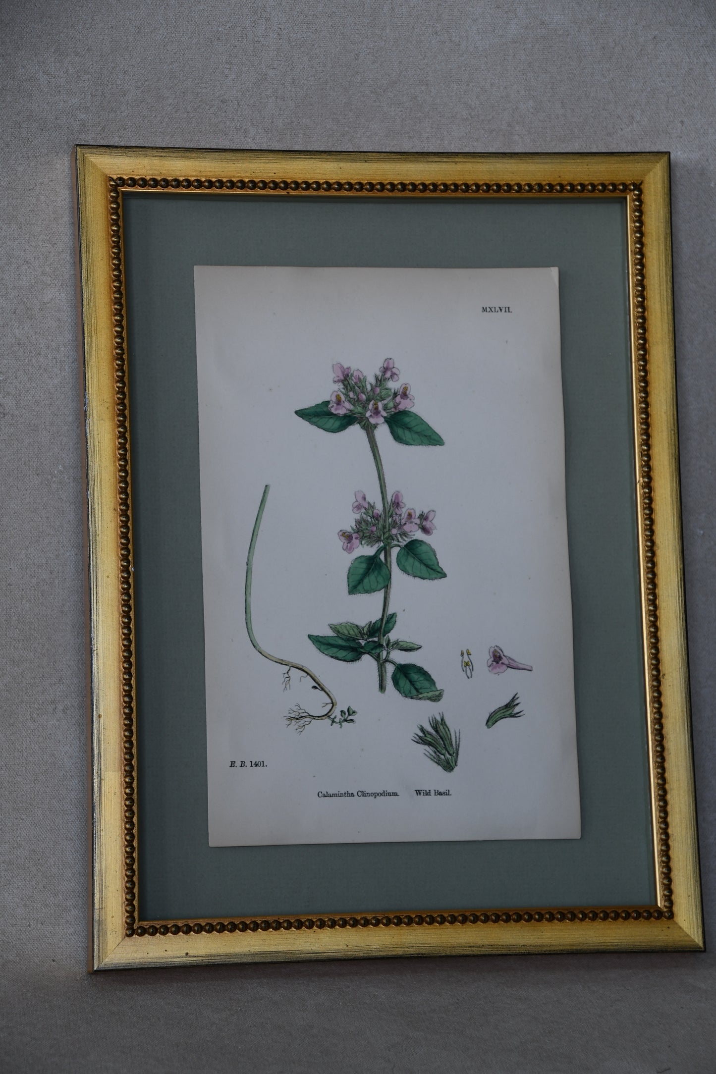 Framed Antique English Botanical Bookplates from Sowerby's English Botany