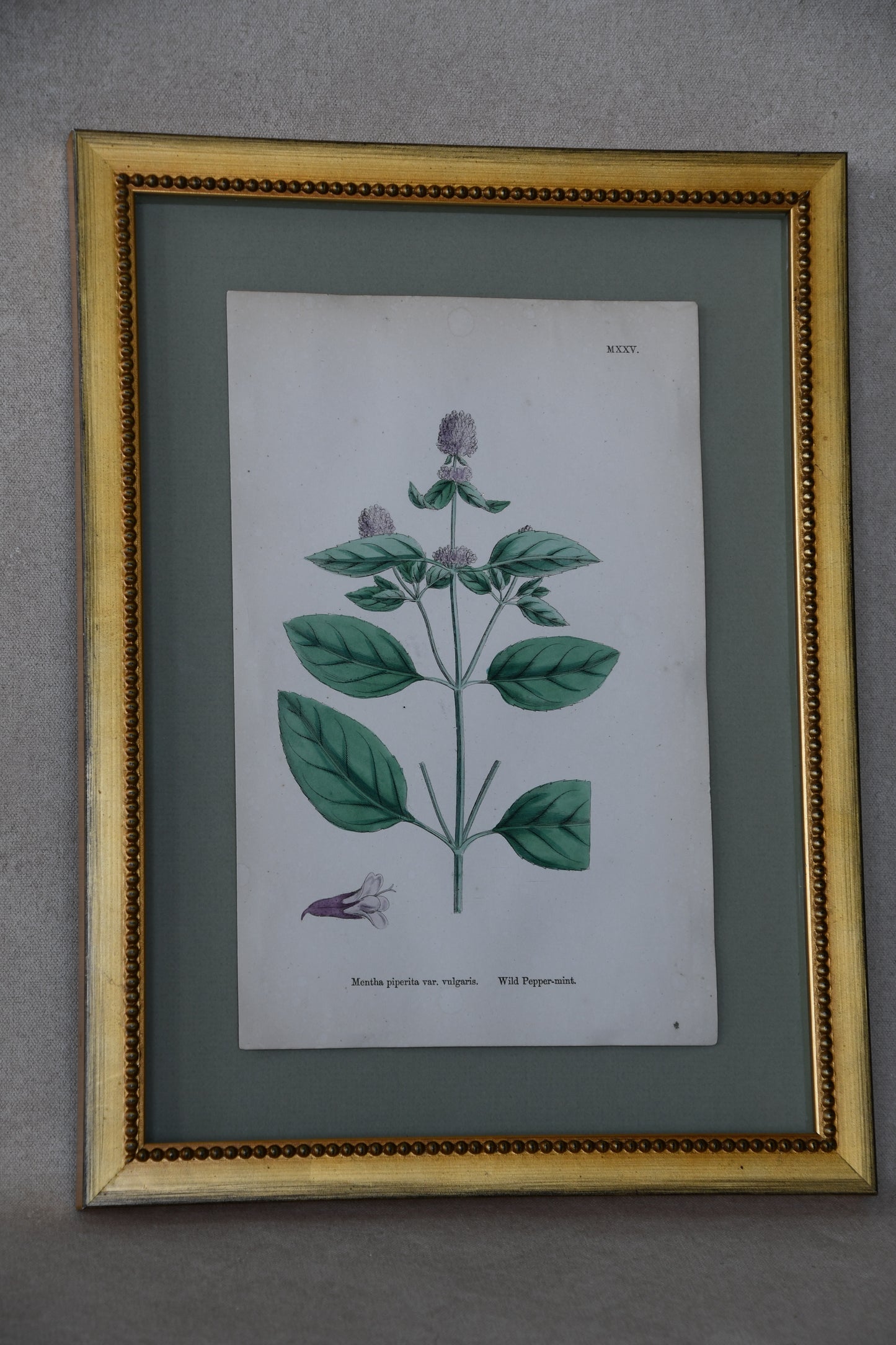 Framed Antique English Botanical Bookplates from Sowerby's English Botany
