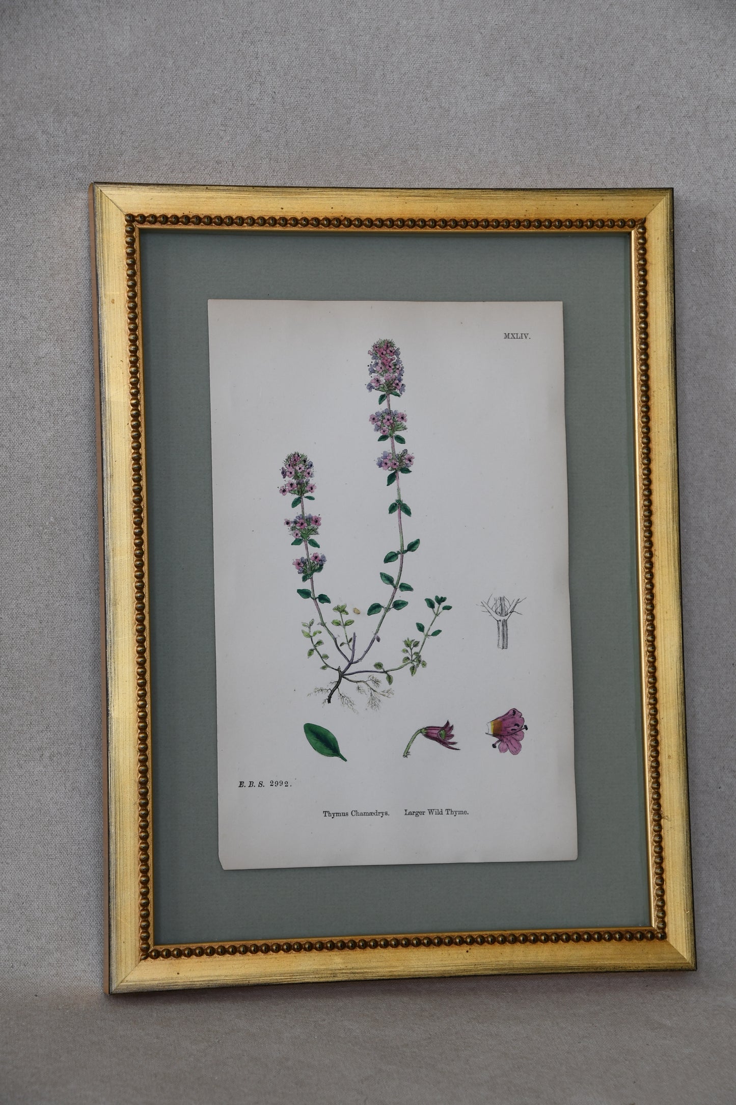 Framed Antique English Botanical Bookplates from Sowerby's English Botany