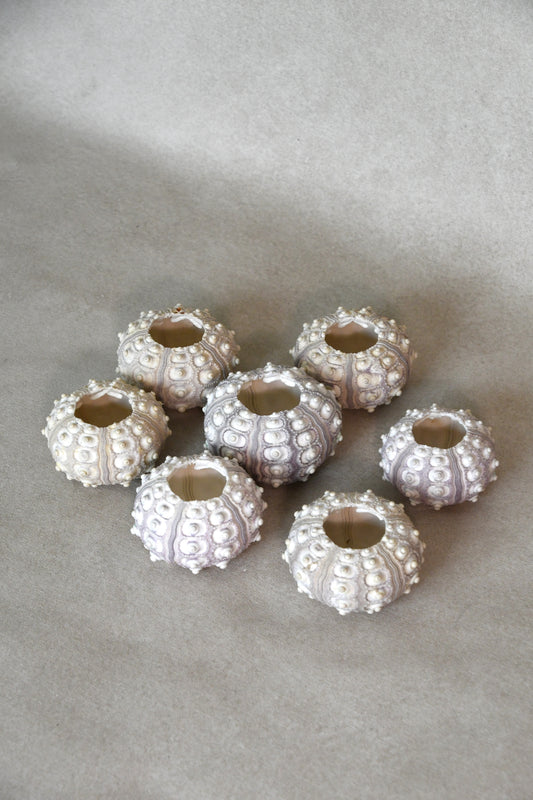 Sputnik Sea Urchins