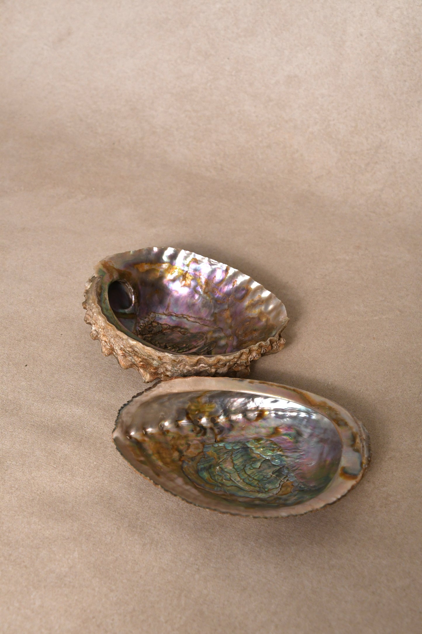 Abalone Shells
