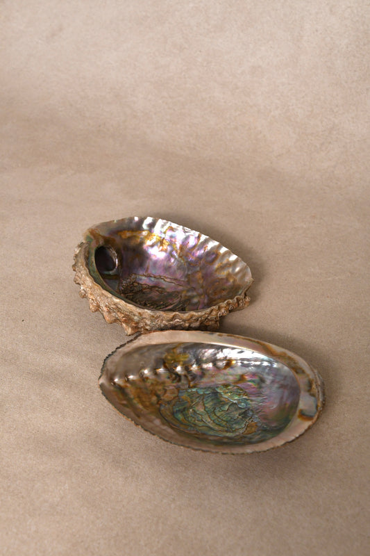 Abalone Shells