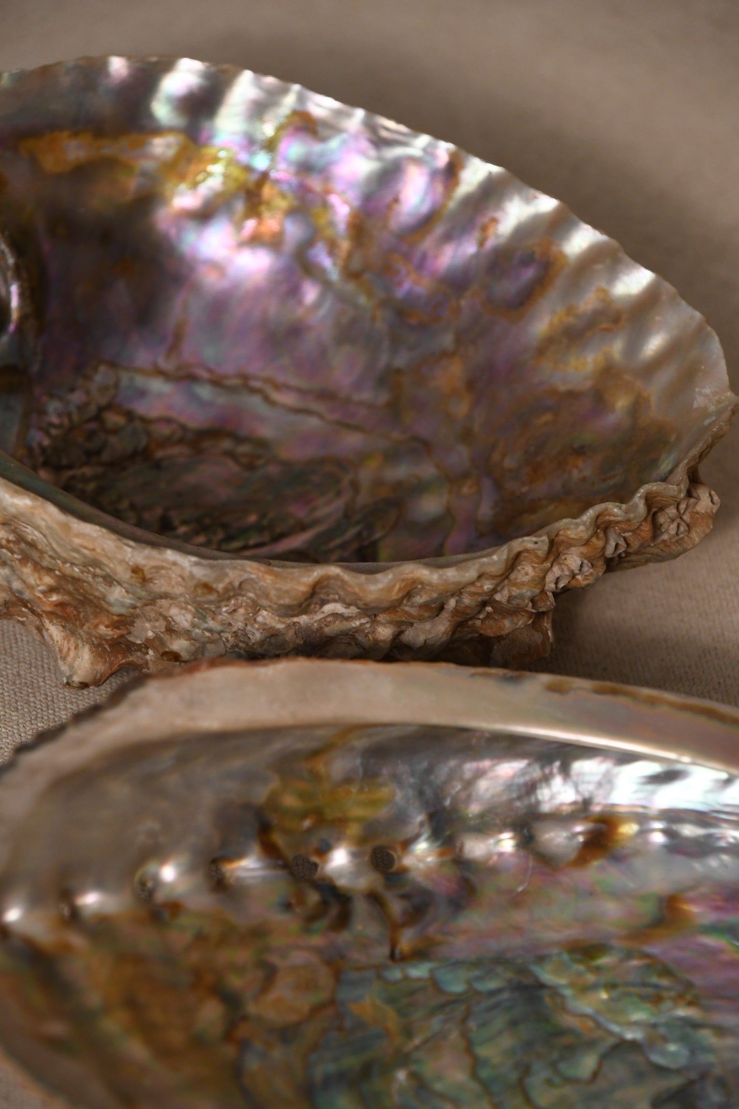 Abalone Shells