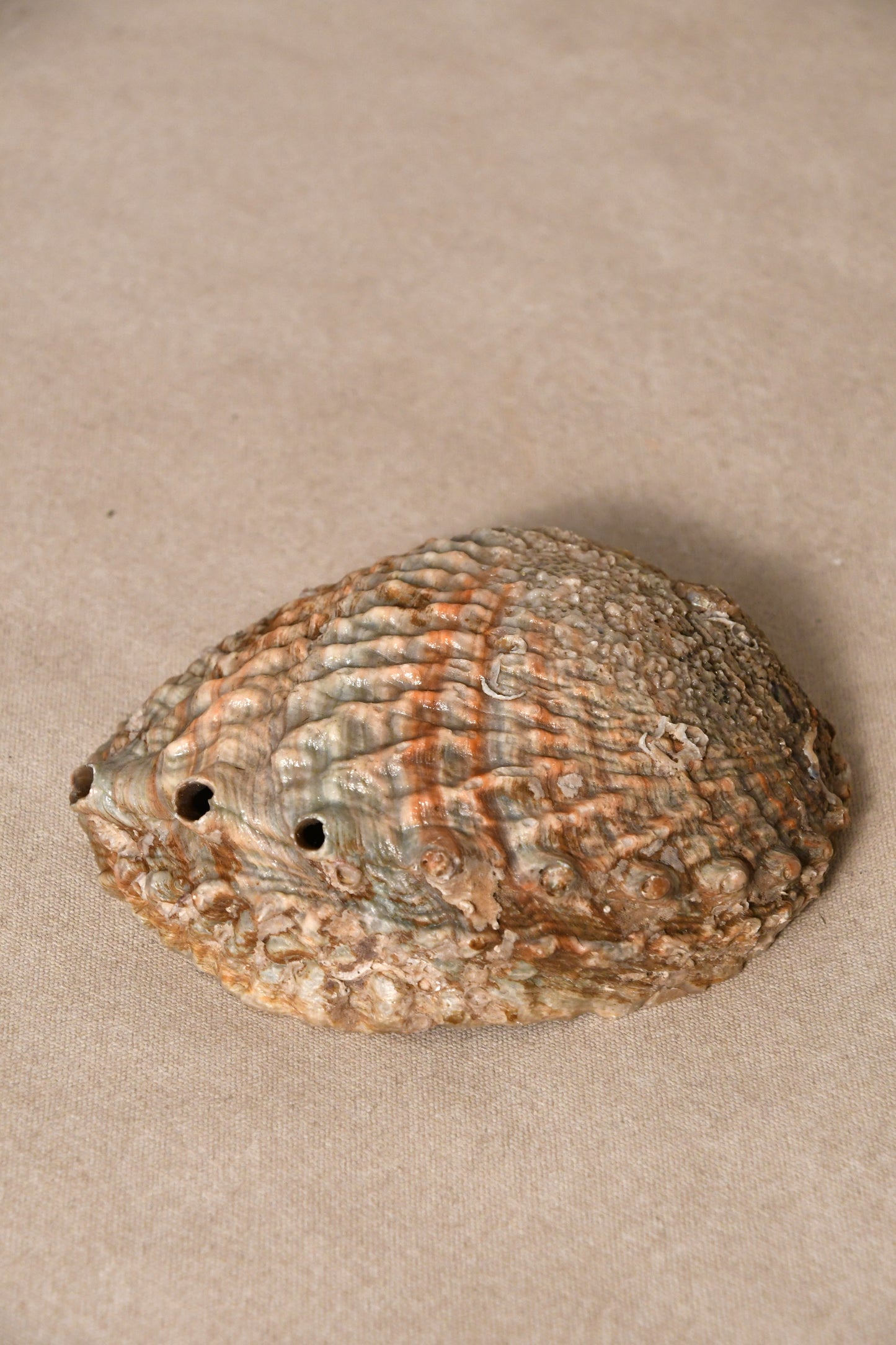 Abalone Shells