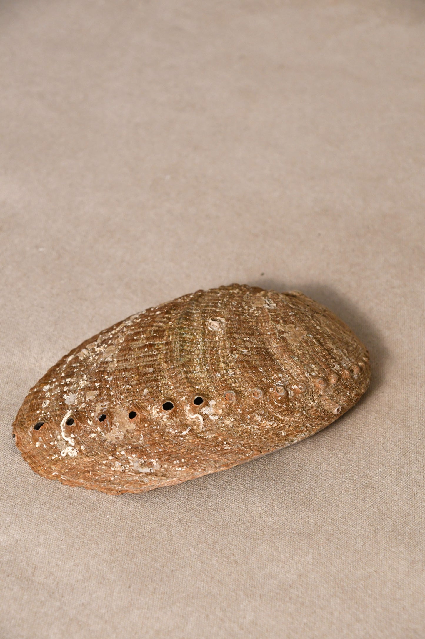 Abalone Shells