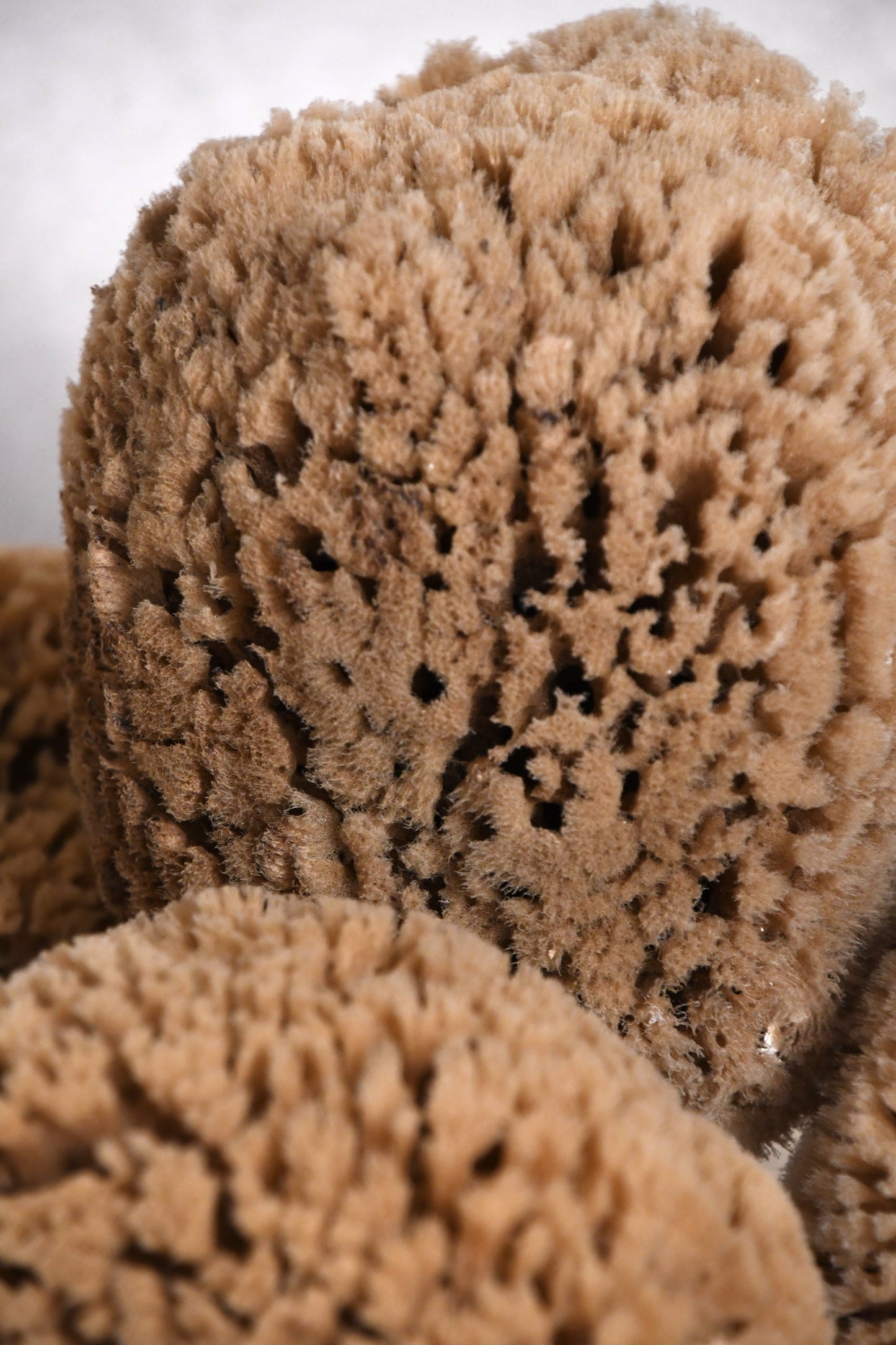 Natural Sea Sponge