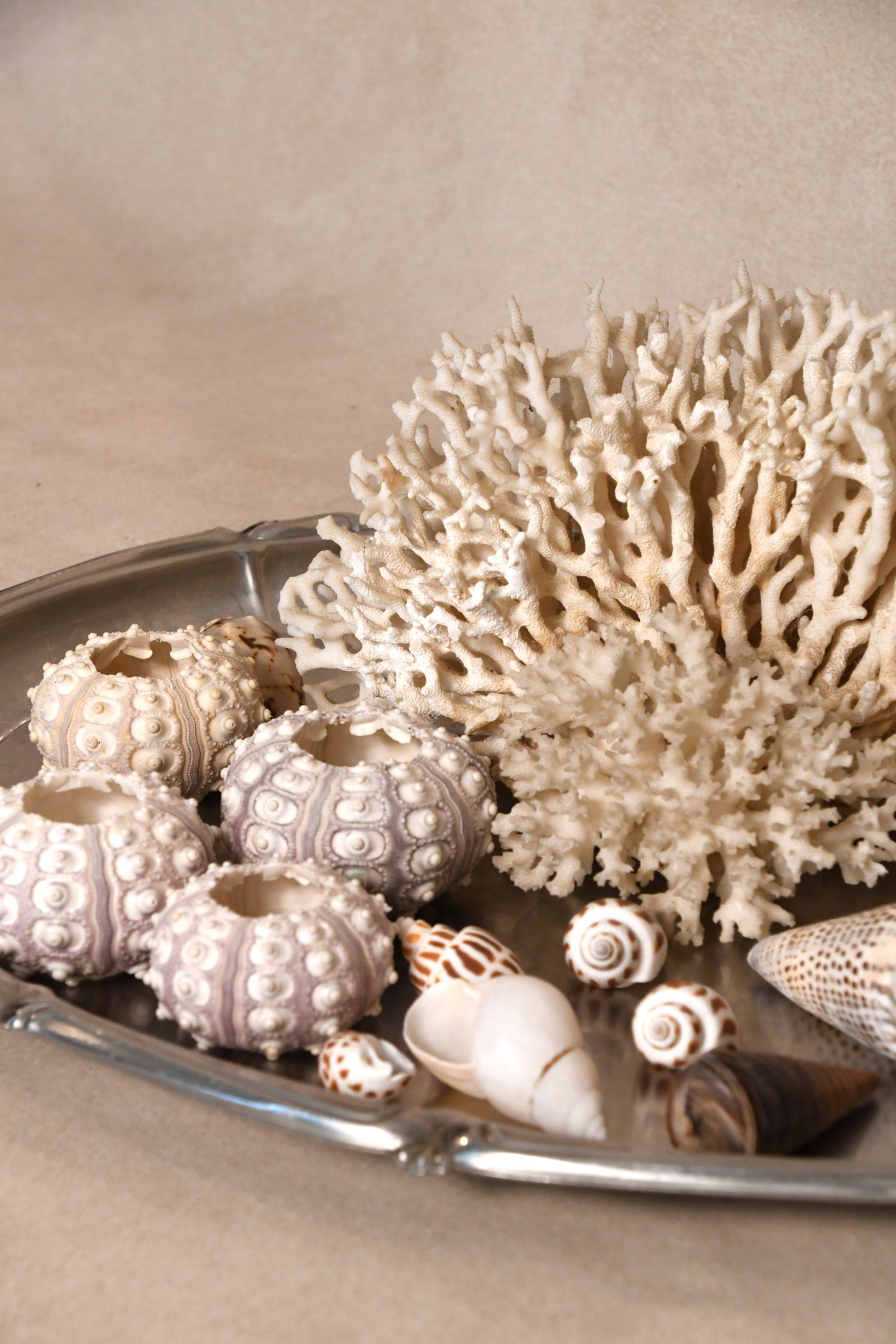 Assortment of Seashells