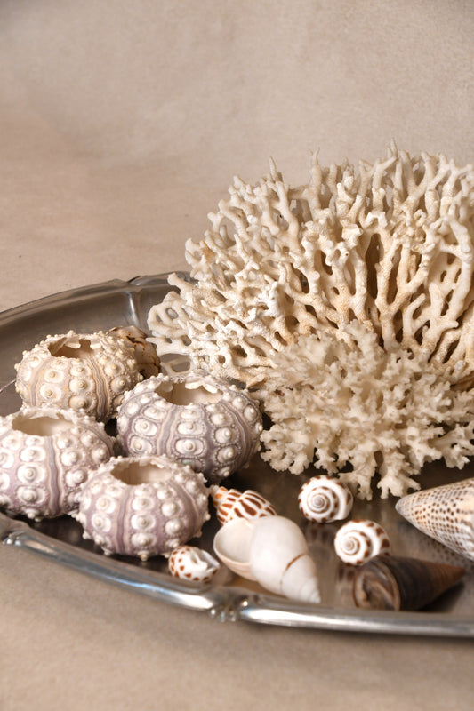 Assortment of Seashells