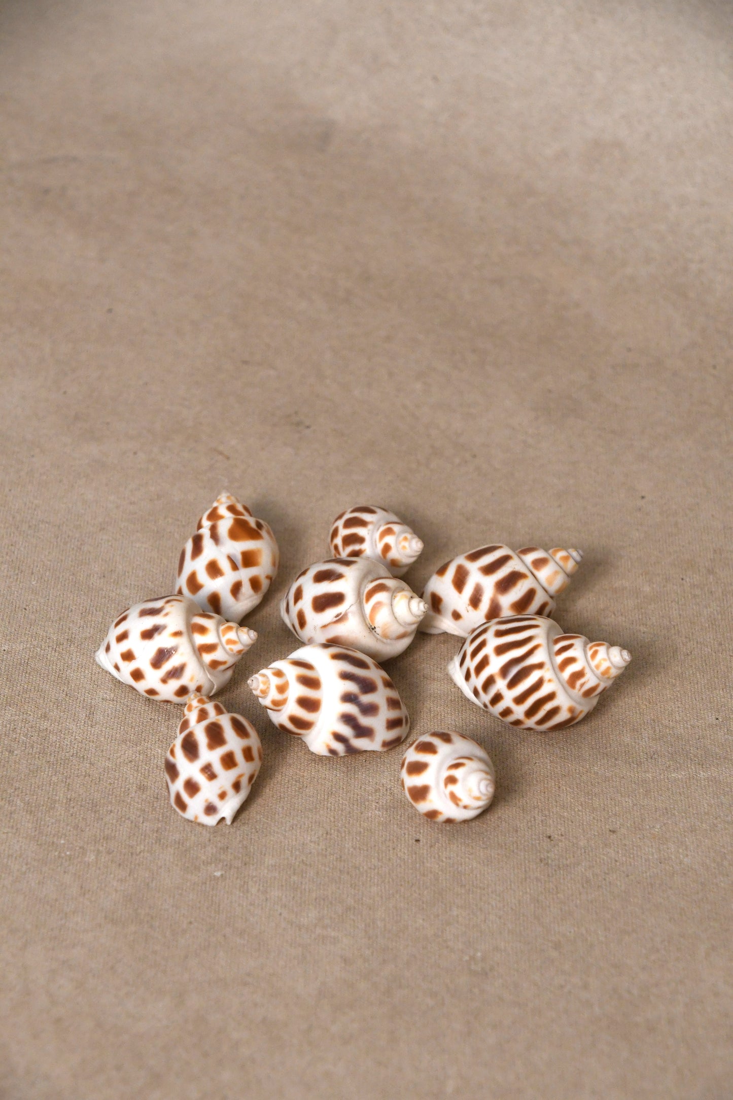 Assortment of Seashells