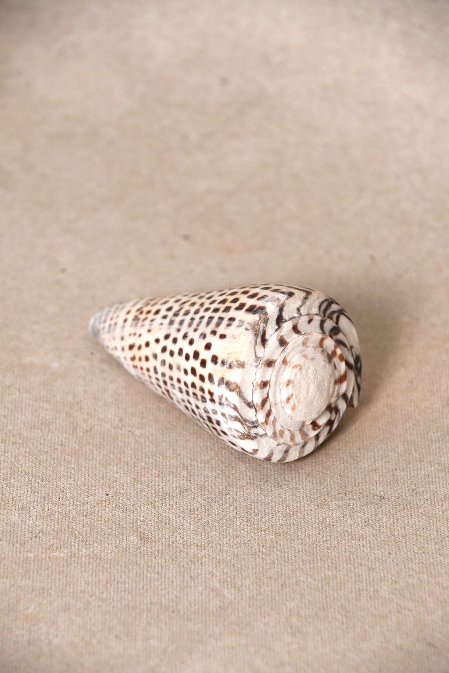Assortment of Seashells