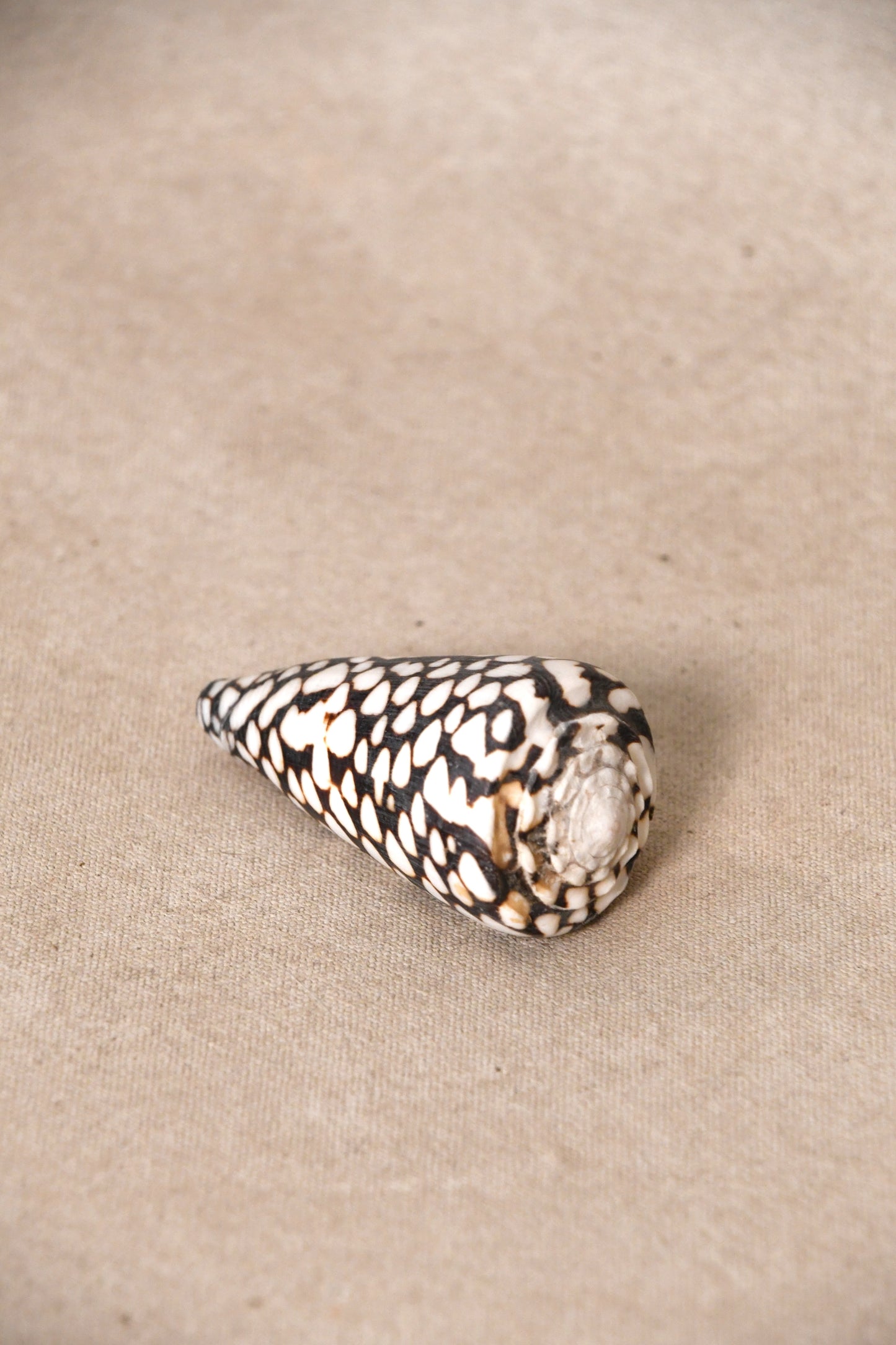 Assortment of Seashells