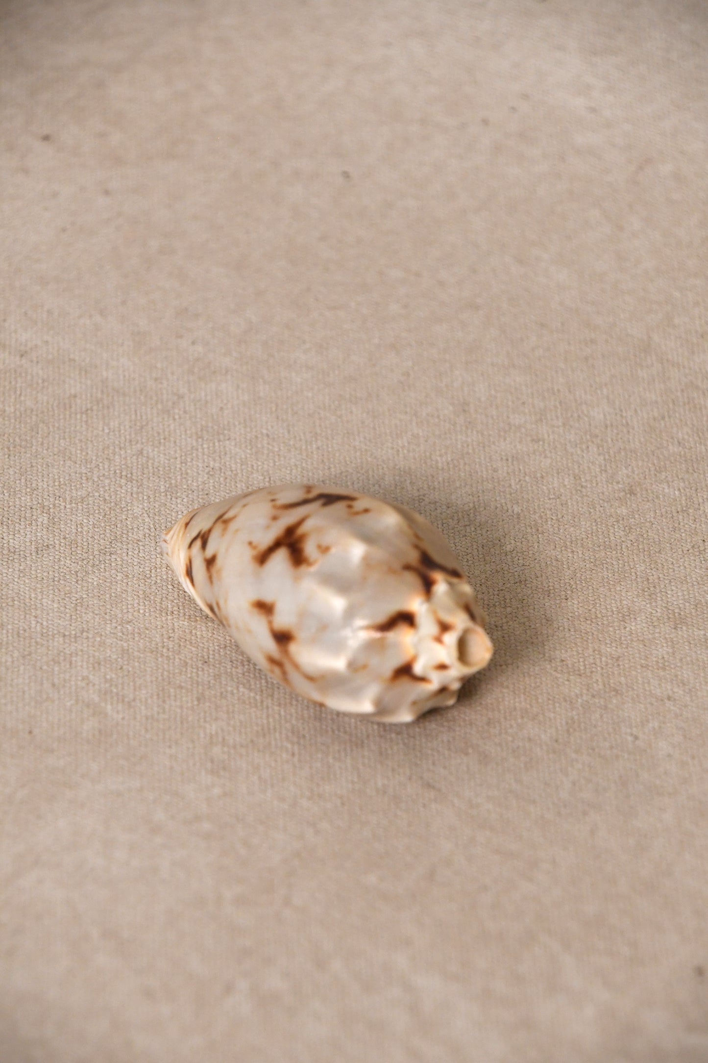 Assortment of Seashells