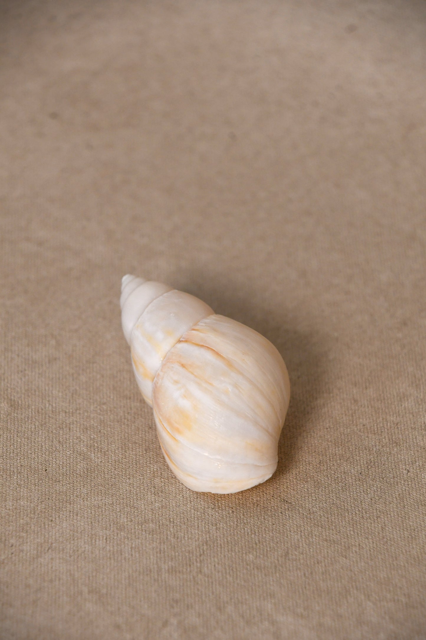 Assortment of Seashells