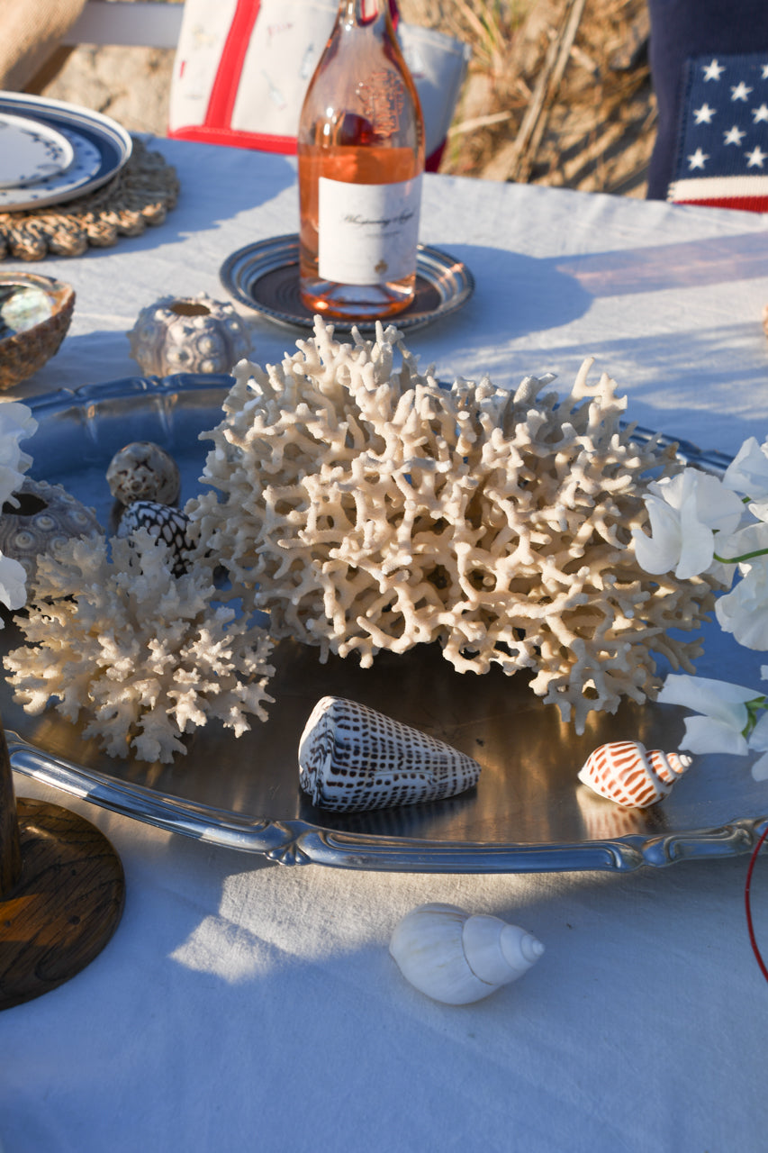 Assortment of Seashells