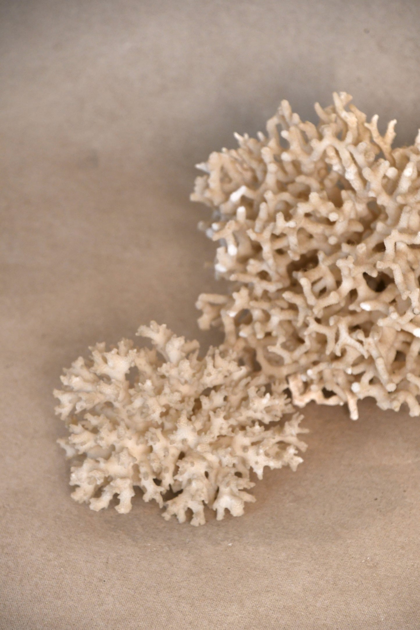 Coral