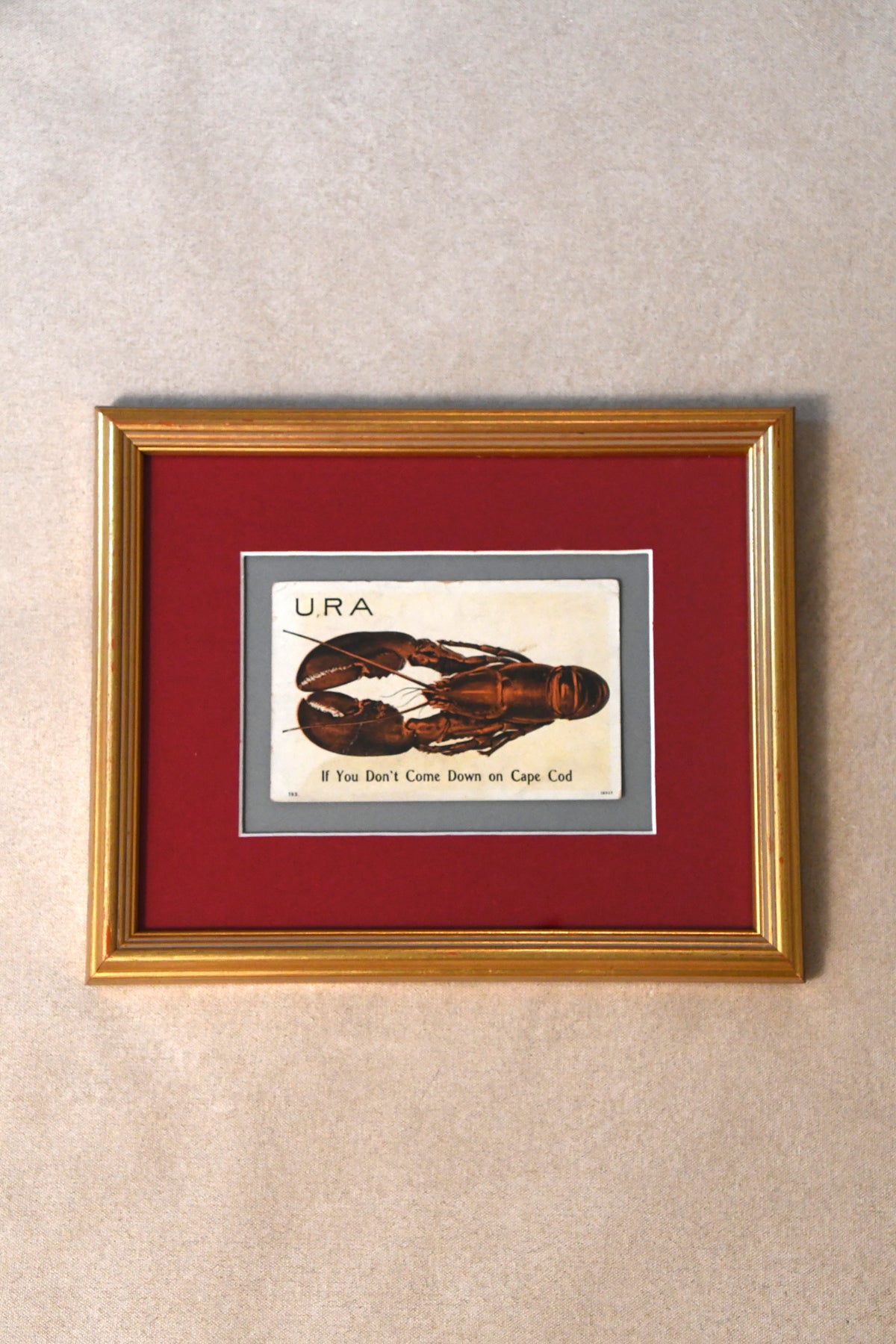 Vintage Cape Cod Postcard - Lobster