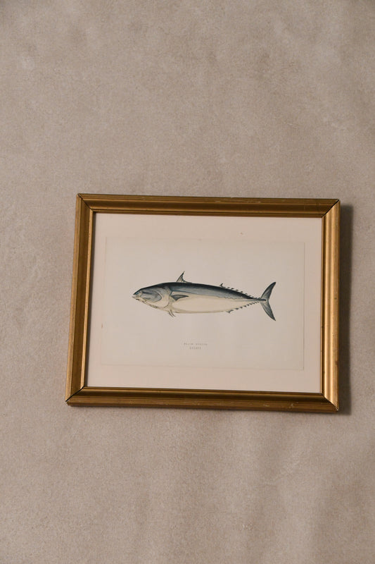 Antique Fish Framed Bookplate - "Plain Bonito"