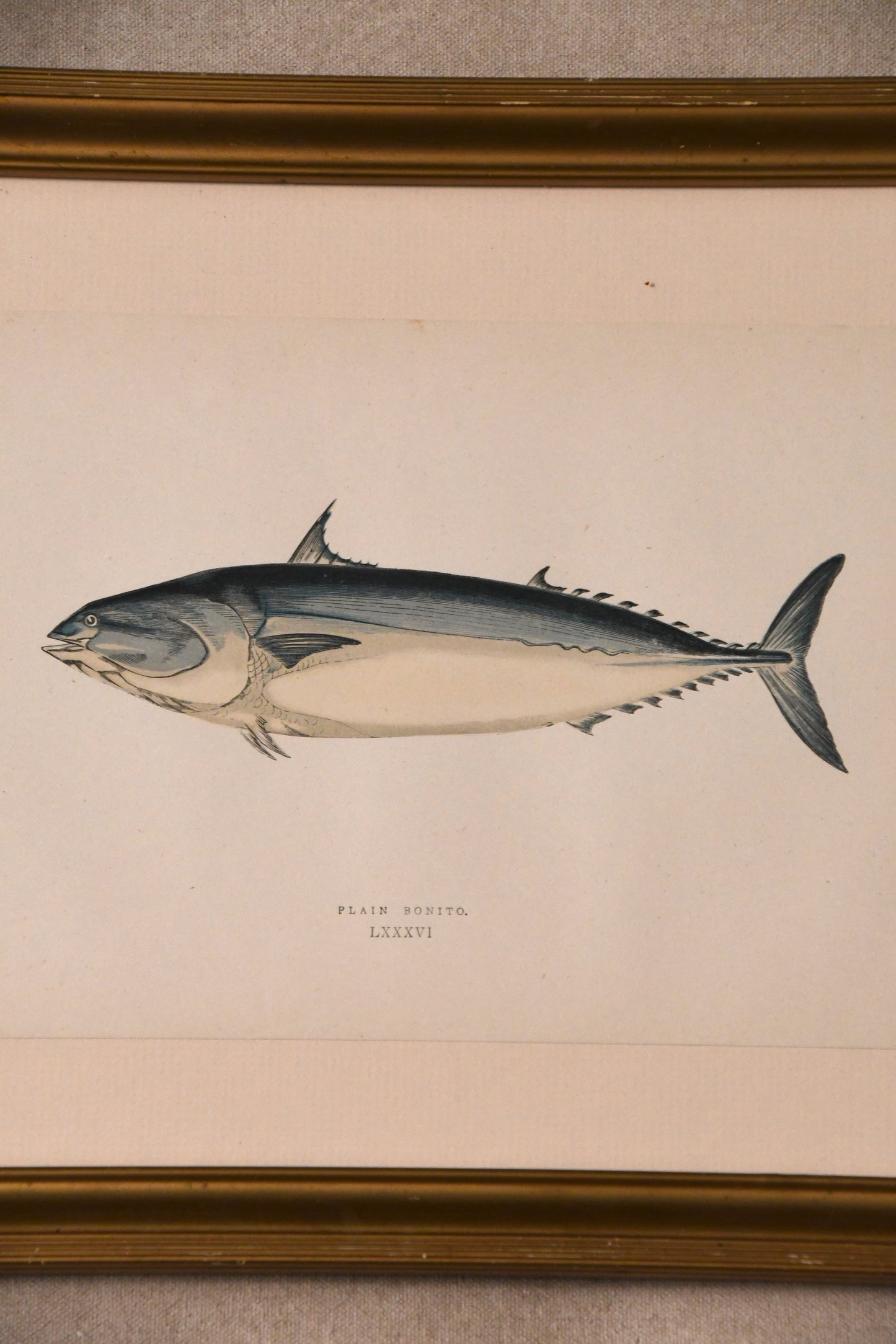 Antique Fish Framed Bookplate - "Plain Bonito"