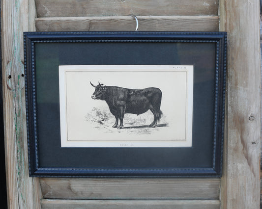 Antique Cow Lithographs