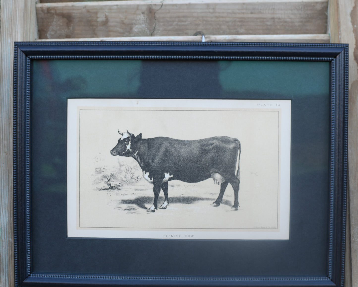 Antique Cow Prints