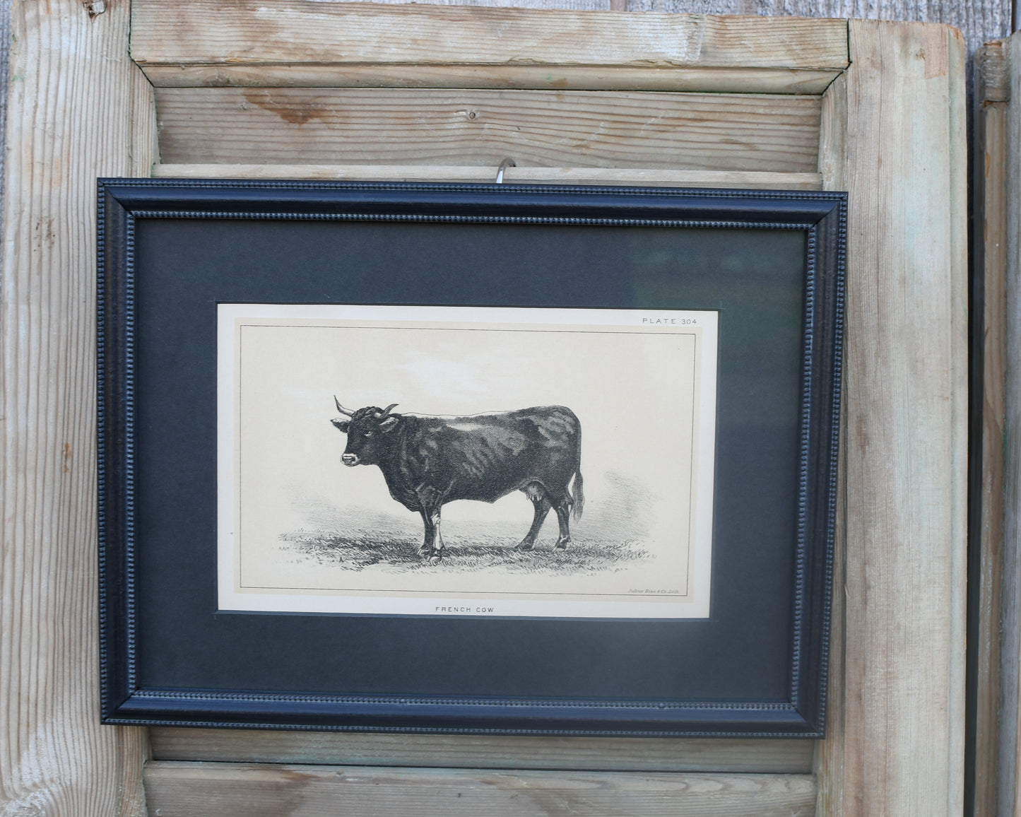 Antique Cow Prints