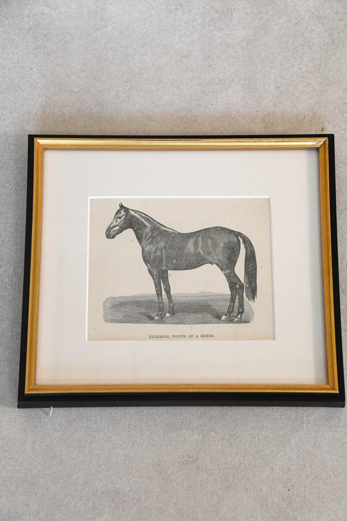 Vintage External Points of a Horse framed chart
