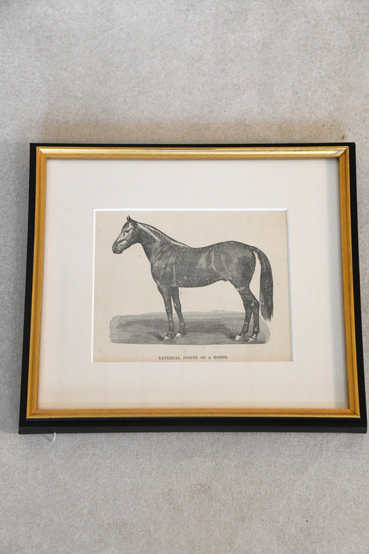 Vintage External Points of a Horse framed chart