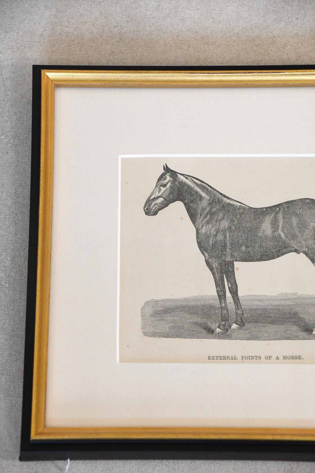 Vintage External Points of a Horse framed chart