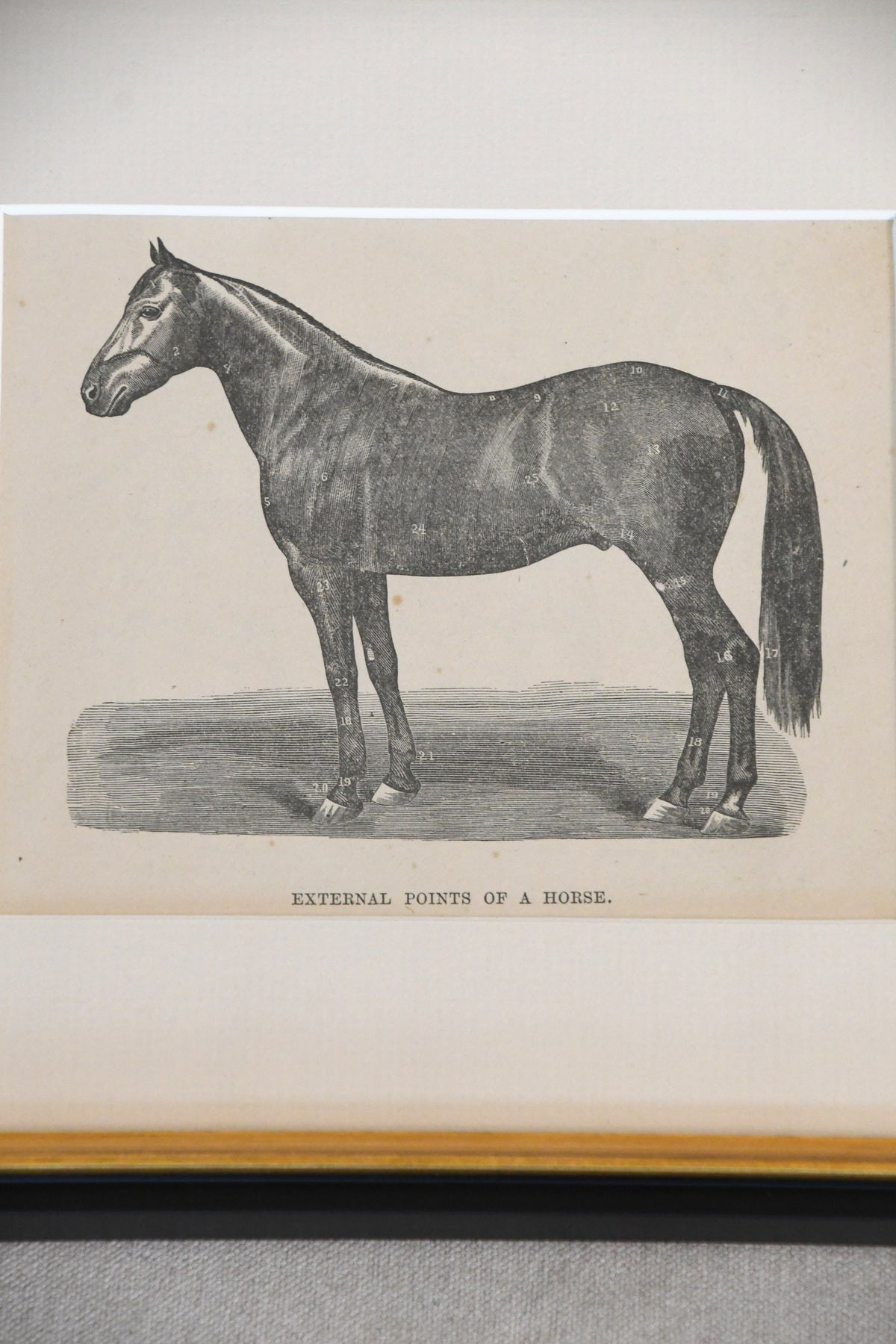 Vintage External Points of a Horse framed chart