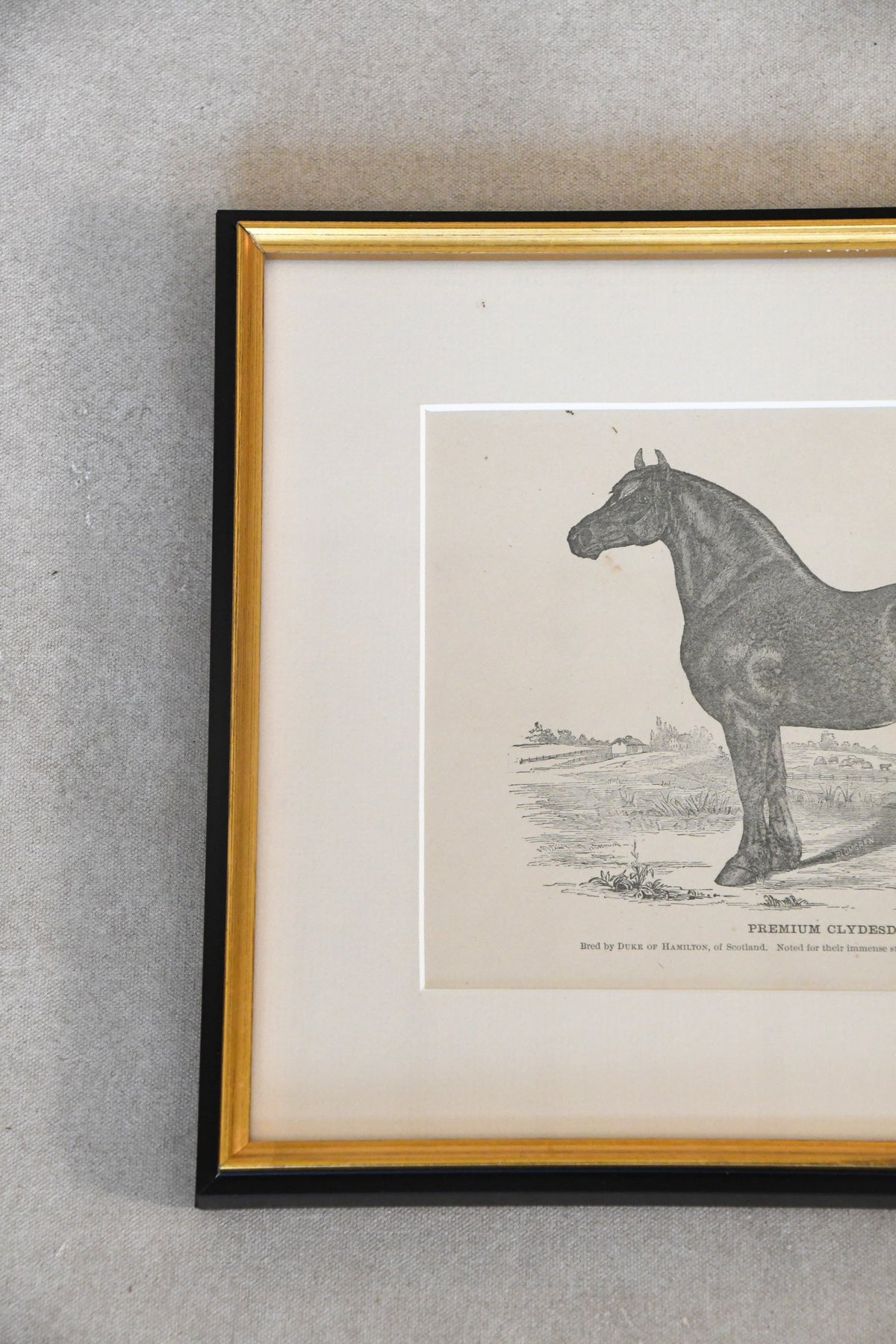 Vintage "Premium Clydesdale" Framed Print